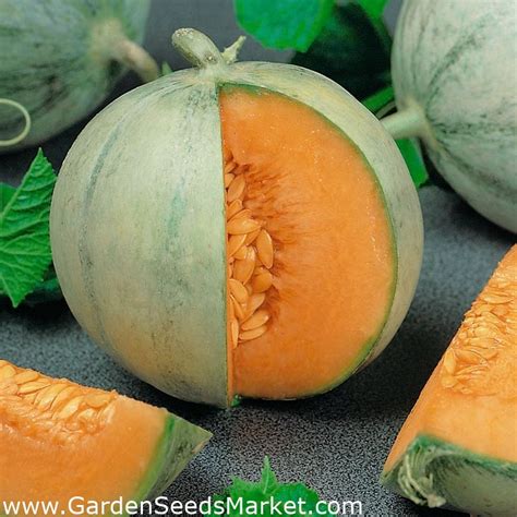 Graines de melon et godets