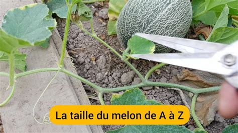 Schéma de taille d'un plant de melon