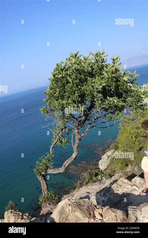 Arbre miniature sur une falaise