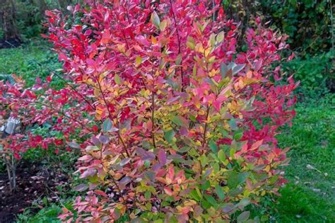 Arbuste de Myrtillier en fleur