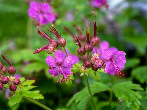 Variétés de géraniums vivaces en fleur
