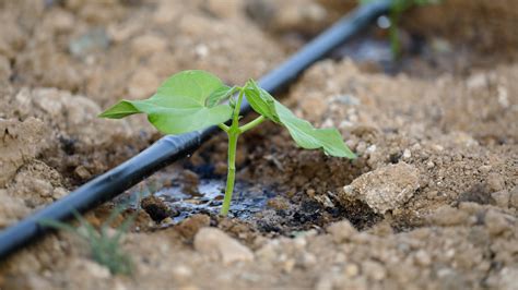 Infographie sur l'économie d'eau grâce à l'arrosage goutte à goutte