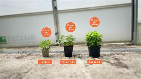 Plantes vivaces en godets avant plantation