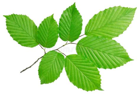 Feuilles de charme