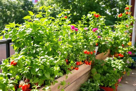 Illustration d'un potager urbain sur un rebord de fenêtre