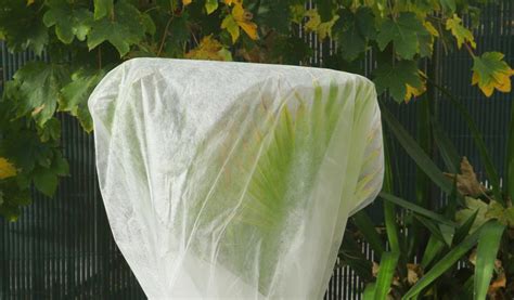 Voile d'hivernage sur un Choisya ternata