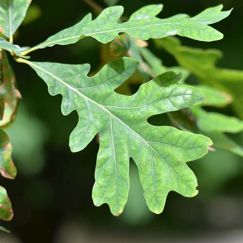 Feuilles de chêne et oïdium