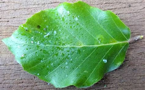 Illustration de miellat sur une feuille