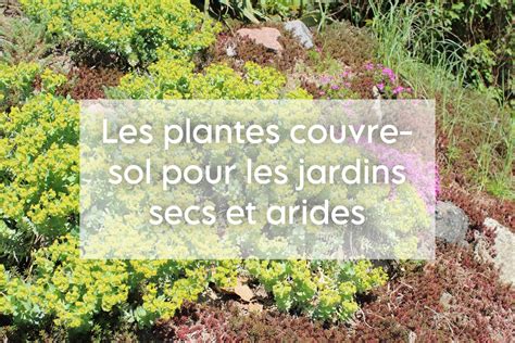 Schéma illustrant l'association clématite et plantes couvre-sol pour protéger le pied