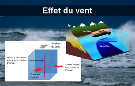 Effets du vent sur les cultures de citronniers