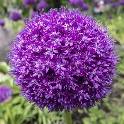 Photo macro d'une fleur d'Allium ornemental, illustrant la beauté sphérique de la plante