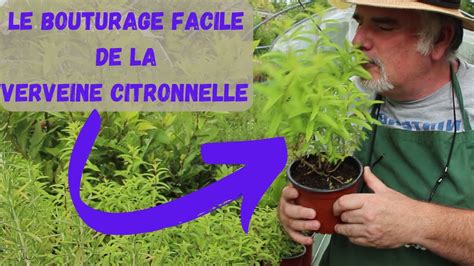 Calendrier de bouturage et de soins de la verveine citronnelle