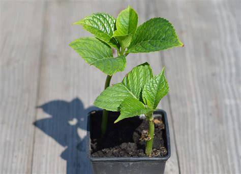 Plan rapproché sur une bouture d'hortensia enracinée dans un terreau léger