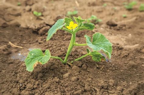 Photo d'un jeune plant d'hortensia prêt à être mis en terre au printemps