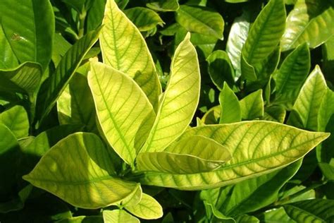 citronnier carence en fer