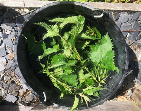 Utilisation du purin d'ortie au jardin