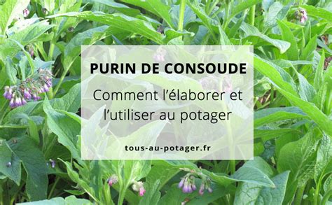 Plantes en bonne santé grâce au purin de consoude