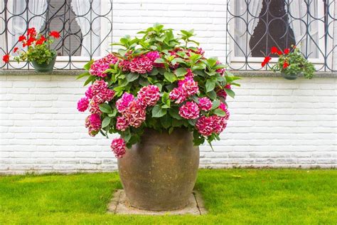 Planter un hortensia en pot