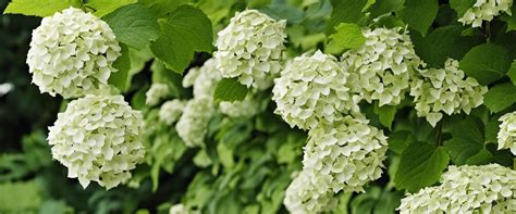 Différentes variétés d'hortensias arborescens