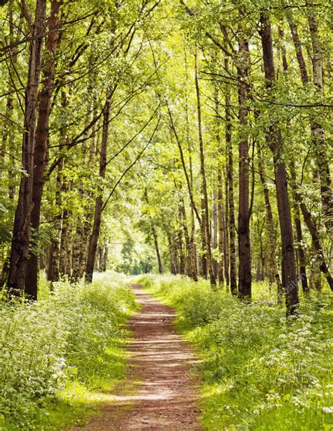 Chemin de randonnée en forêt domaniale d'Oléron