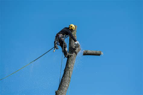 élagueur professionnel en pleine action dans un arbre