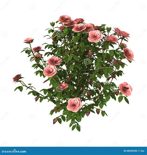 Illustration d'un rosier palissé horizontalement