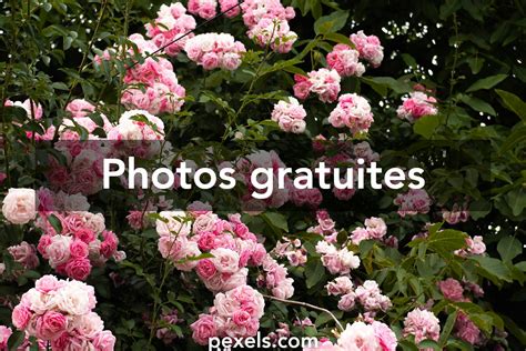Photo d'un rosier ancien en pleine floraison