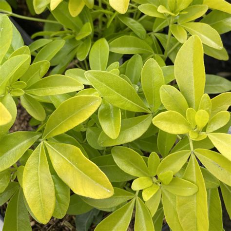 Choixya ternata 'Sundance' avec son feuillage doré contrastant avec des plantes vertes