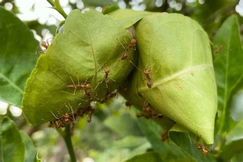 citronnier avec pucerons et fourmis