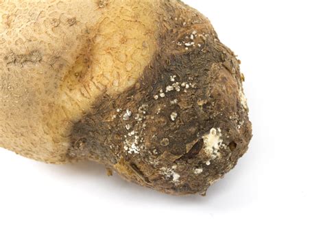 Pomme de terre atteinte de pourriture sèche fusarienne