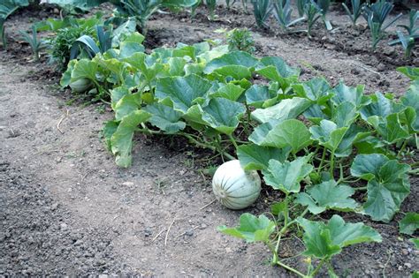 Photo comparative : un plant de melon bien taillé versus un plant non entretenu