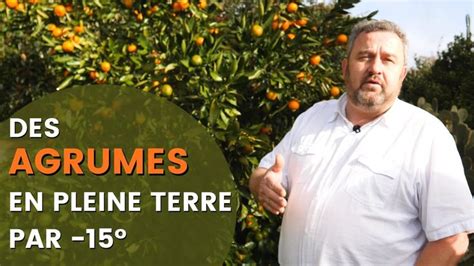 Agrumes cultivés en pleine terre dans un jardin non méditerranéen