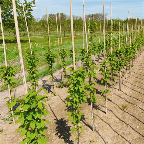 Panier avec outils de jardinage et tuteurs en bambou