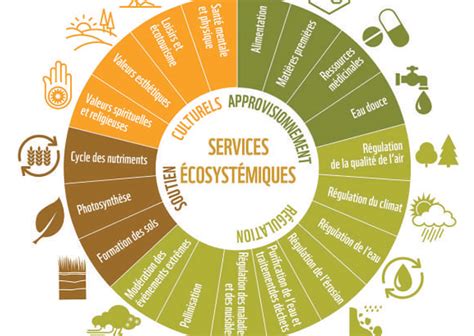 Infographie sur les services écosystémiques des haies et ourlets fleuris