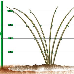 Techniques de palissage d'une plante grimpante