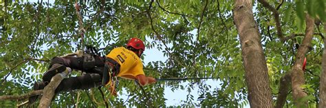 Outils d'arboriculture