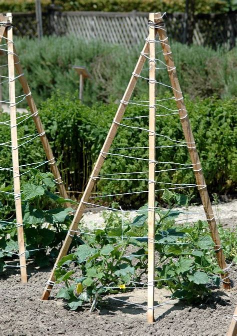 Exemple de tipi à courges avec des bambous ou piquets