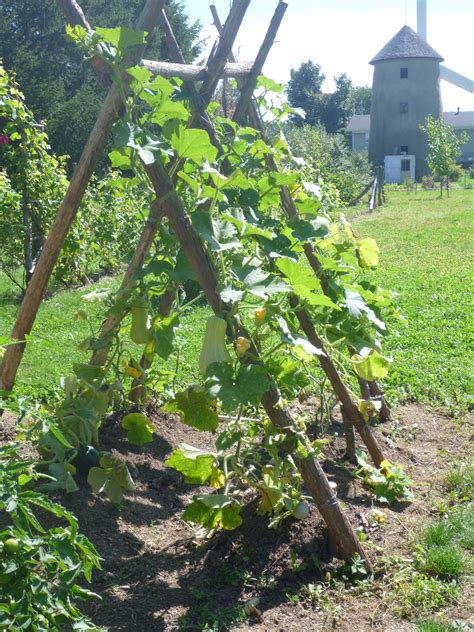Photographie de courges butternut suspendues sur un treillis solide