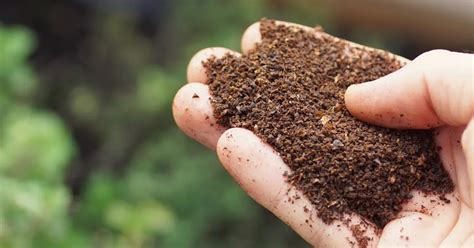Effet répulsif du marc de café sur les nuisibles : mythe ou réalité ?