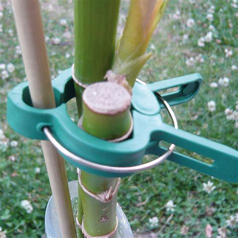 Photo de matériel de tuteurage innovant et biodégradable