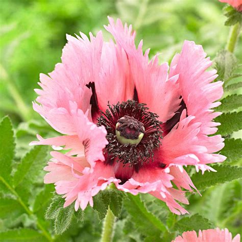 Massif de pavots d'Orient colorés
