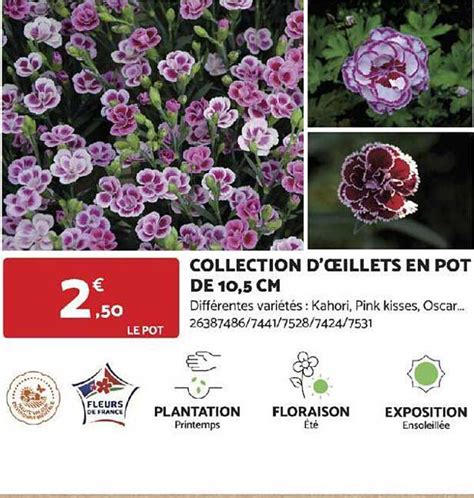 illustration d'œillets nains en pot