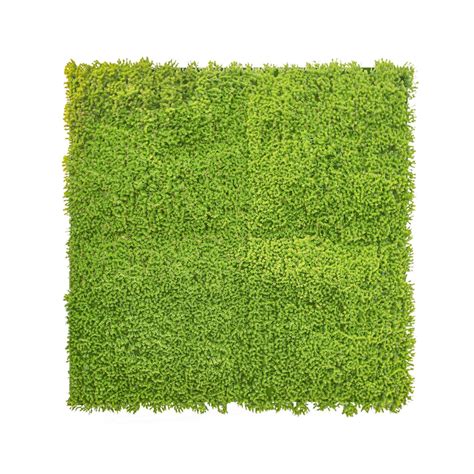 Schéma illustrant la structure d'un tapis de sphaigne : apex vivant et base en décomposition lente