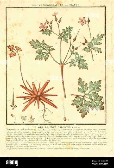 Illustration détaillée de la structure d'un géranium-lierre avec ses tiges retombantes et ses ombelles florales