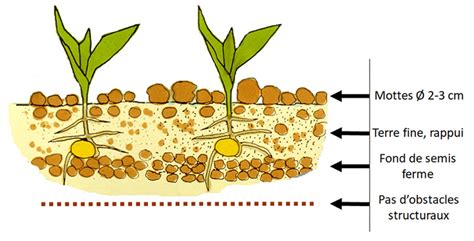Schéma explicatif de la profondeur de semis idéale pour les graines de géranium