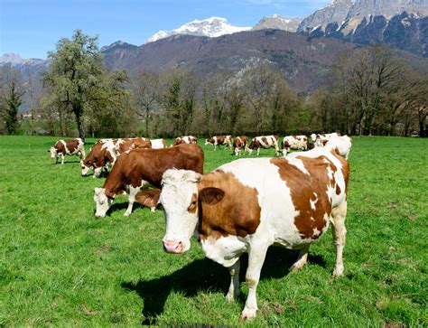 Vaches dans un pré alpin sous un ciel éclatant