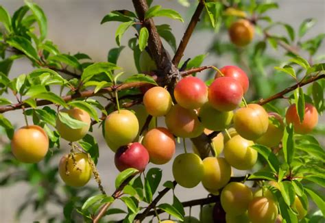 Détail d'une branche de mirabellier avec des fruits sains