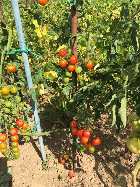 Plantation de pieds de tomates cerises dans un potager ensoleillé
