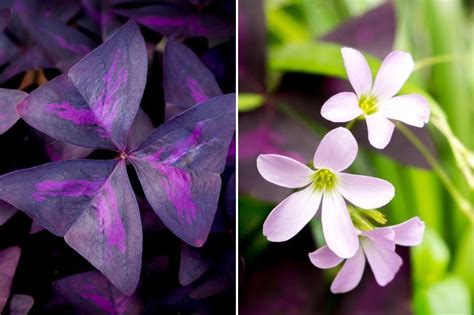 Plan rapproché des feuilles triangulaires pourpres d'un Oxalis Triangularis