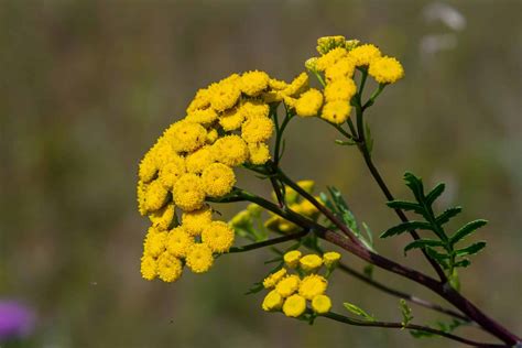 Tanaisie commune en fleurs dans un jardin
